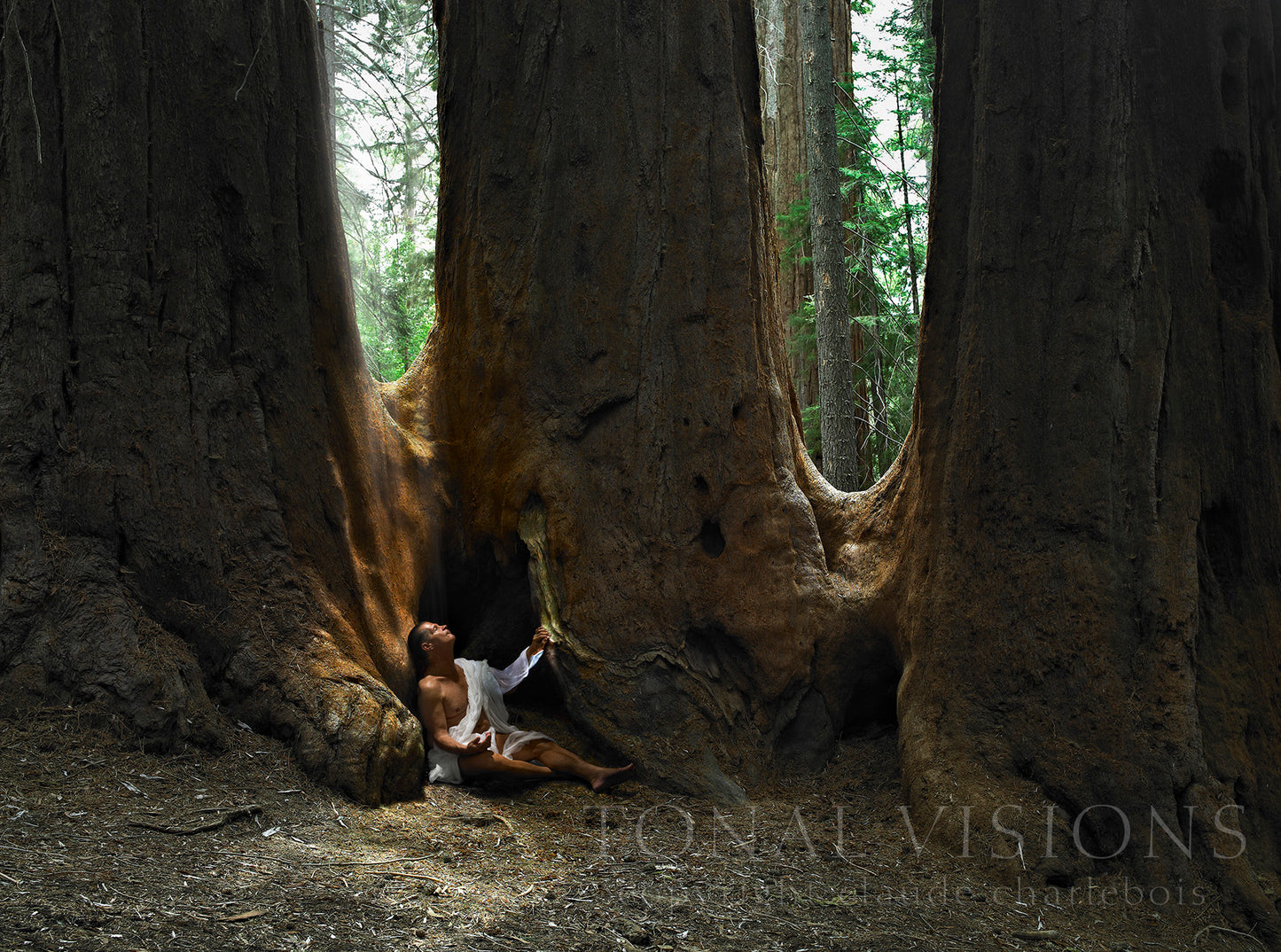 The Trinity Tree (Photo Grade)